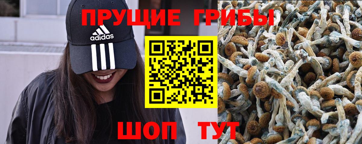Красноярск  Галлюциногенные грибы прущие грибы  Вход с VPN 